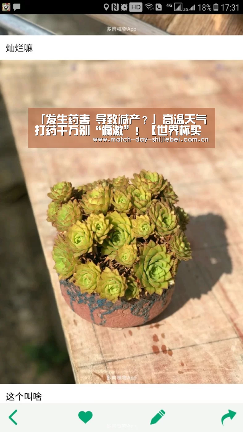 「发生药害 导致减产?」高温天气打药千万别“偏激”!【世界杯买球】(图2) 世界杯下注